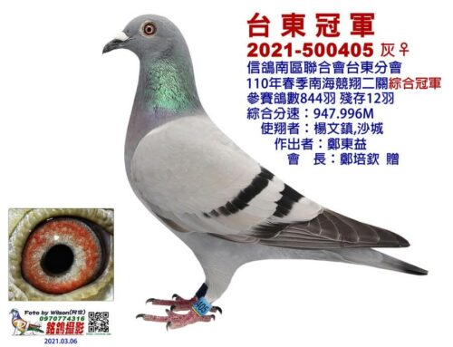 2021年台東分會春季南海二關入賞鴿欣賞