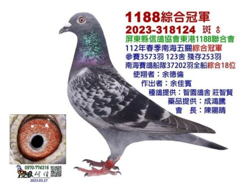 2023年東港1188春季南海五關綜合入賞鴿欣賞