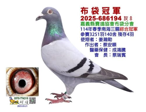 2025年嘉義布袋分會春季南海三關綜合入賞鴿欣賞