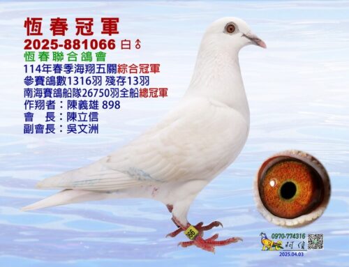 2025年恆春聯合會春季南海五關綜合入賞鴿欣賞