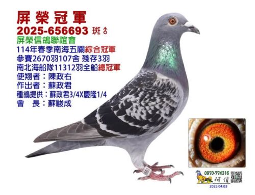 2025年屏榮信鴿聯誼會春季南海五關綜合入賞鴿欣賞