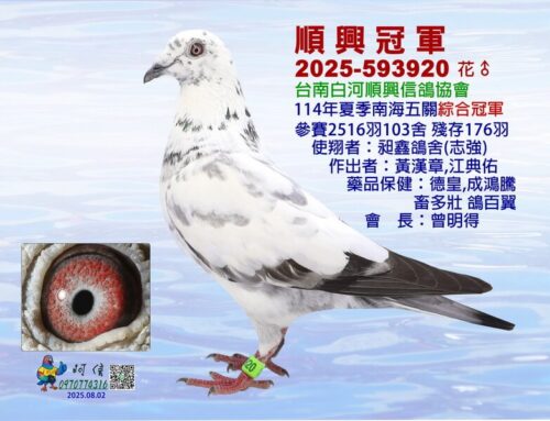 2025年台南白河順興夏季南海五關綜合入賞鴿欣賞
