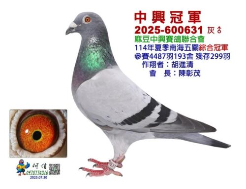 2025年台南麻豆中興夏季南海五關綜合入賞鴿欣賞