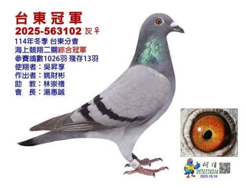 2025年台東分會冬季南海二關綜合入賞鴿欣賞