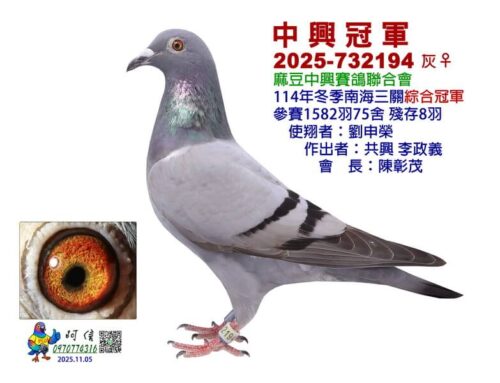 2025年台南麻豆中興冬季南海三關綜合入賞鴿欣賞