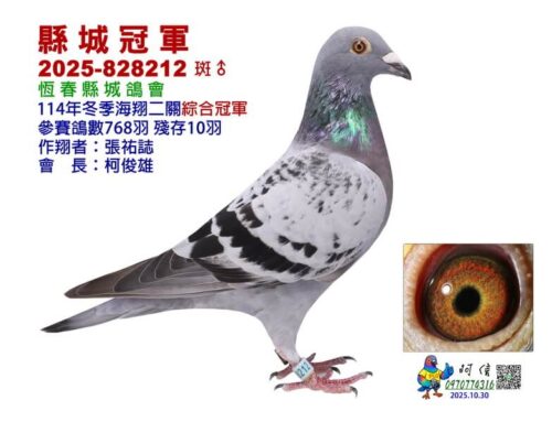 2025年恆春縣城鴿會冬季南海二關綜合入賞鴿欣賞