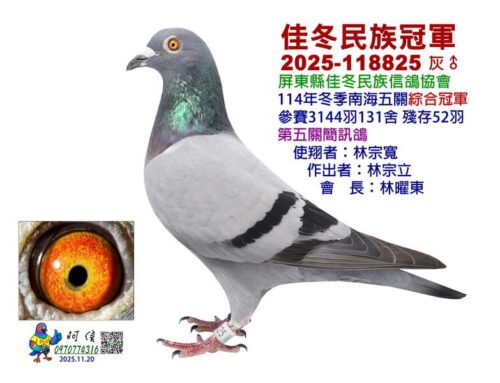 2025年屏東佳冬民族冬季南海五關綜合入賞鴿欣賞
