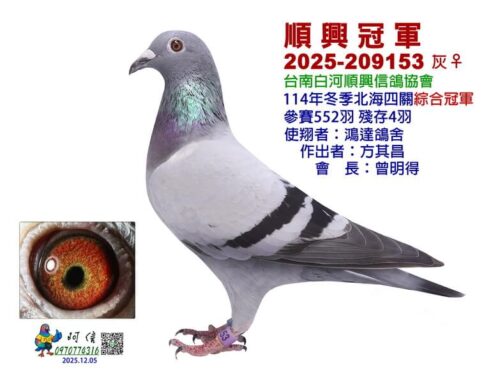 2025年台南白河順興冬季北海四關綜合入賞鴿欣賞