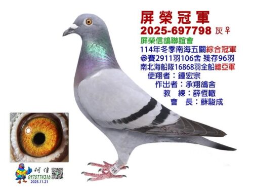2025年屏榮信鴿聯誼會冬季南海五關綜合入賞鴿欣賞