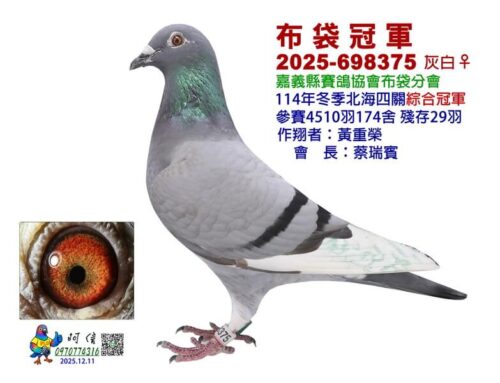 2025年嘉義布袋分會冬季北海四關綜合入賞鴿欣賞