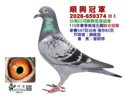 2026年台南白河順興春季南海五關綜合入賞鴿欣賞