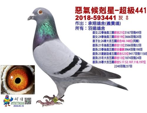 羽揚鴿舍近年成績