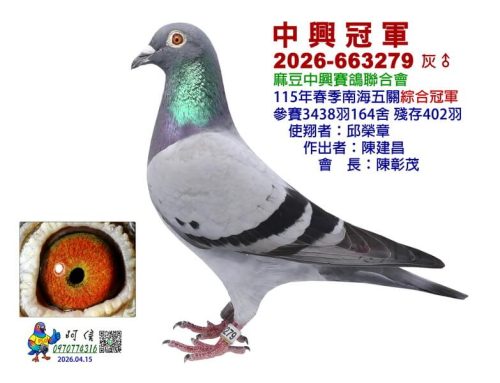 2026年台南麻豆中興春季南海五關綜合入賞鴿欣賞