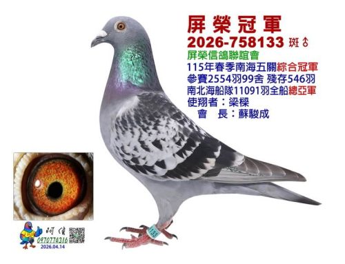 2026年屏榮信鴿聯誼會春季南海五關綜合入賞鴿欣賞