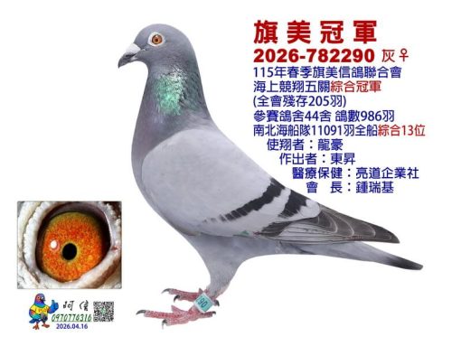 2026年旗美信鴿聯合會春季南海五關綜合入賞鴿欣賞