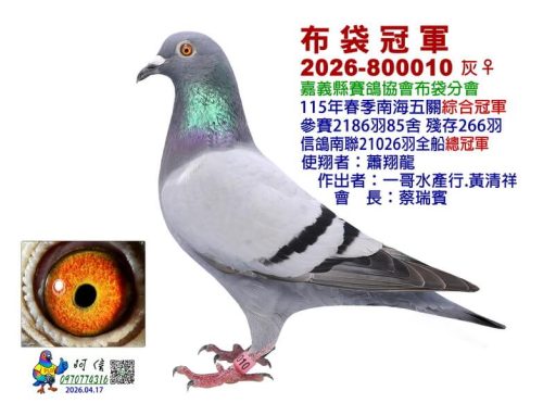 2026年嘉義布袋分會春季南海五關綜合入賞鴿欣賞