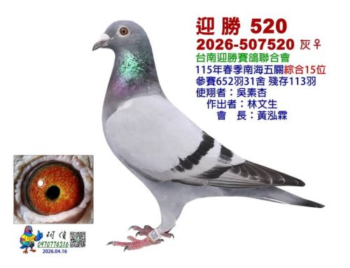 2026年台南迎勝春夏季南海五關綜合入賞鴿欣賞