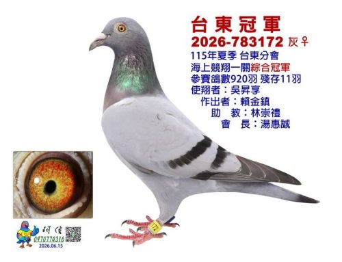 2026年台東分會夏季南海一關綜合入賞鴿欣賞