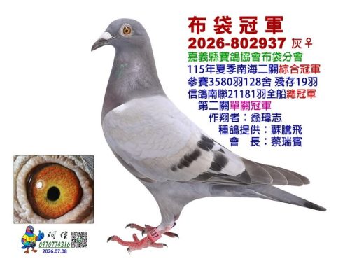 2026年嘉義布袋分會夏季南海二關綜合入賞鴿欣賞