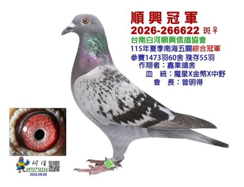 2026年台南白河順興夏季南海五關綜合入賞鴿欣賞