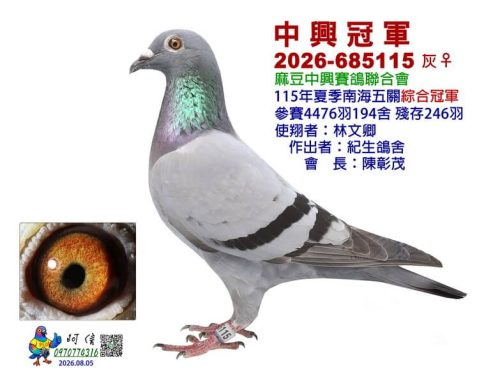 2026年台南麻豆中興夏季南海五關綜合入賞鴿欣賞