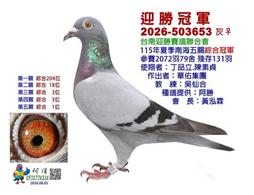 2026年台南迎勝夏季南海五關綜合入賞鴿欣賞