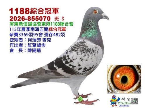 2026年屏東1188東港夏季南海五關綜合入賞鴿欣賞